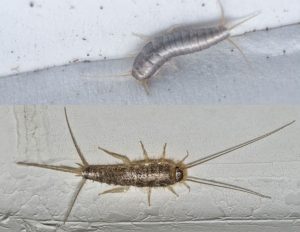 sølvkre vs skjeggkre